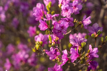 Close - up of flowers of Rhododendron dauricum. popular names rosemary, maral. Russia. Vladivostok
