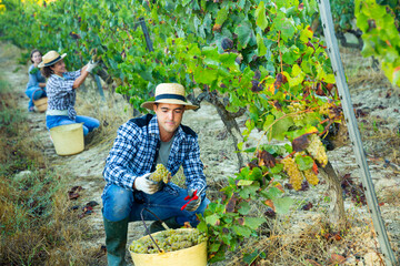 Man proffesional winemaker during harvesting of grape in vineyard at fields