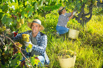 Naklejka na ściany i meble Portrait of man gardener picking harvest of grapes in sunny garden