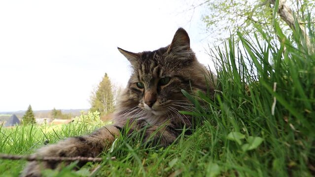 Lustiges Weitwinkel Video von einer spielenden Norwegischen Waldkatze