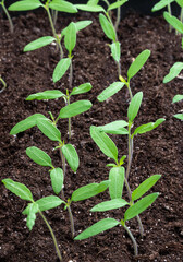 Young tomato plants in soil