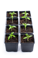 Early tomato sprout in plastic pots grown from seeds isolated on white