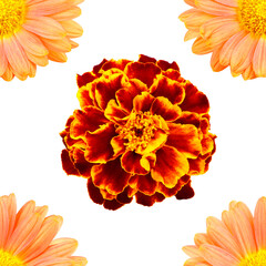 Marigolds and chrysanthemum isolated seamless pattern. Tagetes and Dendranthema isoalated on a white background. Flowers seamless pattern.