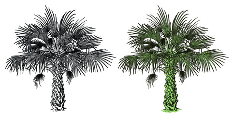 Obraz premium Tropical Palm Tree Vector Art