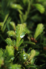 droplets of water settle on the tips of needles of plant