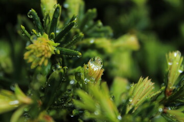droplets of water settle on the tips of needles of plant
