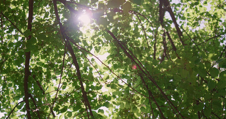 View sunlight through green leaves in summer forest. Sun shine between branches.