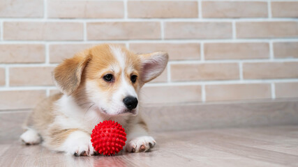 Pembroke Corgi puppy playing with a red ball. 