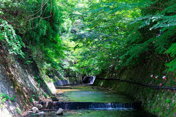 新緑の中を流れる川