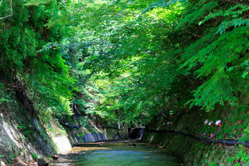 新緑の中を流れる川