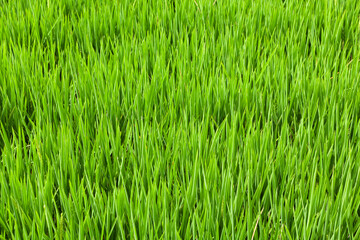 real green grass texture background