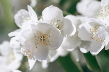 Jasmine. Flowers. Plant. Flowering plants. Spring.
