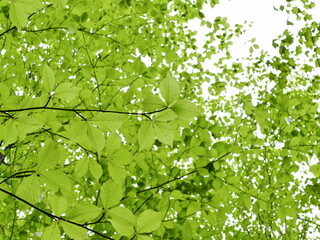 green leaves background