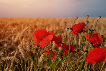closeup of red poppies in wheat field in summer day