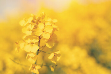 rapeseed flower on a rapeseed field  background Space for text