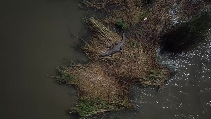 Large Nile Crocodile is resting on grassy spot, Lake Chamo, Ethiopia, Africa. Wild animal scene - aerial drone