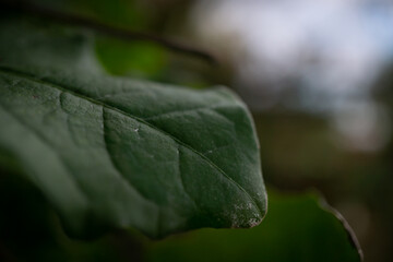 Planta sudamericana imagen macro