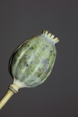Opium fruit papaver somniferum family papavaraceae close up botanical background high quality big size prints home decor agricultural psychoactive flowers