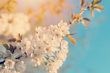 Flowers of the cherry tree against the sunset. Beautiful nature scene with blooming tree and sun flare. Spring flowers. Beautiful Orchard. Springtime