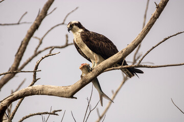 Osprey 