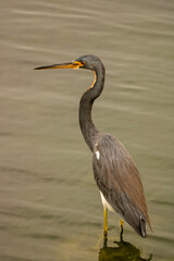 great blue heron
