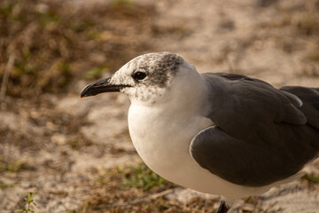 black headed gull