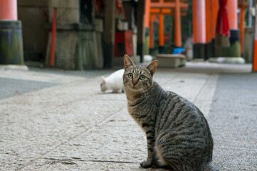 Stray cats living in Fushimi Inari Taisha Shrine in Japan