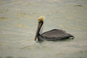 pelican on the beach
