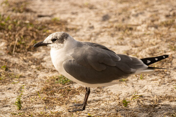 black headed gull