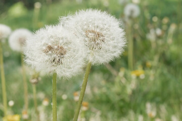Two dandelion seed heads next to each other. 