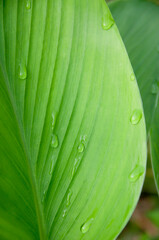green turmeric leaf and its pattern