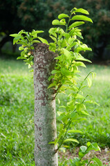 Young shoots grow from the cut trees.
