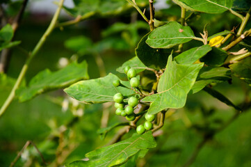 Eggplant on the tree, food as medicine