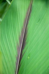 pattern on green leaves, spotted leaves