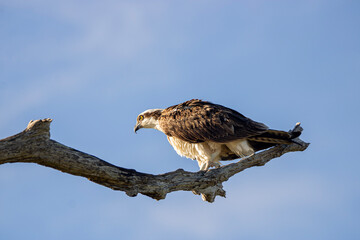 Osprey
