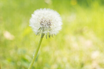 White dandelion seed head close up isolated on a green and yellow bokeh background. 