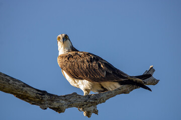 Osprey 