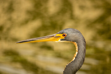 Obraz premium great blue heron