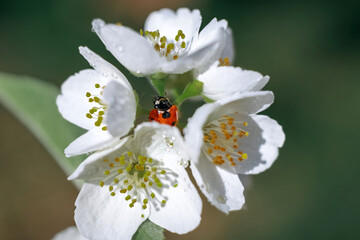 Ladybug on a green leaf. Insect. Ladybug on a branch. Coccinellidae.  Coccinellidae on jasmine. Jasmine.