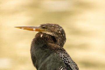 Anhinga portrait 