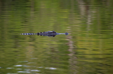 alligator in the swamp
