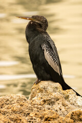 Anhinga at rest 