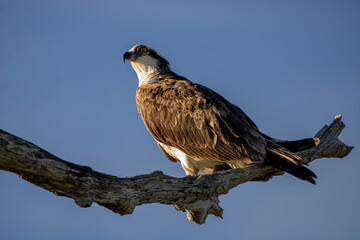 Osprey 