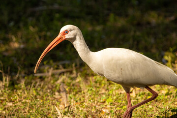 Fototapeta premium Stalking white ibis 