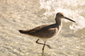 Wading shorebird 