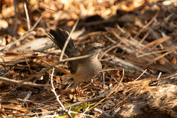 Fototapeta premium Mockingbird on the ground