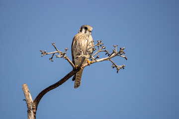 Kestrel on a branch