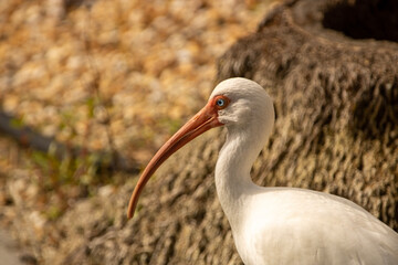 White Ibis portrait 