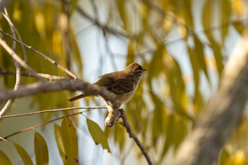 sparrow on a branch