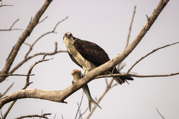 osprey with a fish 